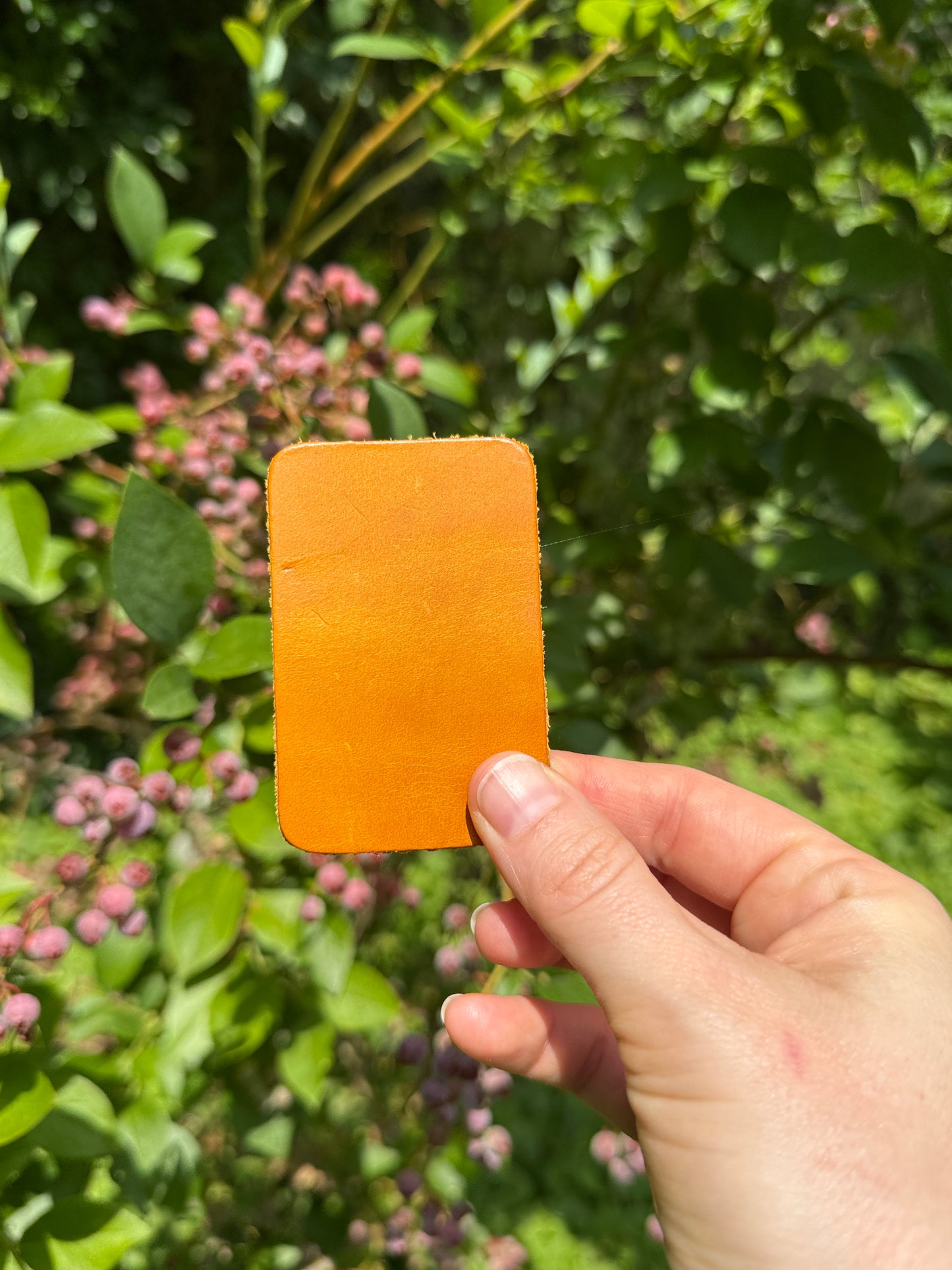 Hand holding a yellow color swatch in front of green foliage